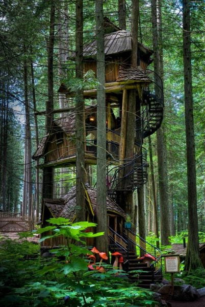 tree, house, woods, foredt, amazing, archtecture, interior, design