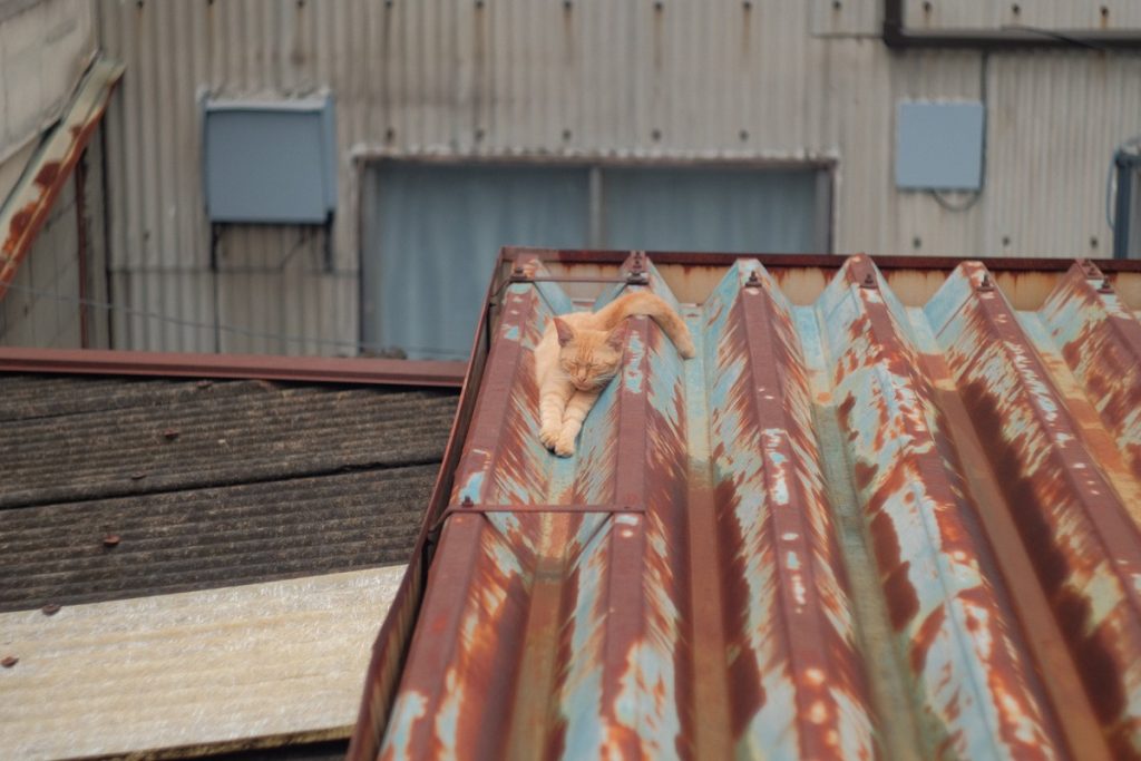 Ginger cat resting on a rusty brown roof amidst a background of blue iron sheet buildings.