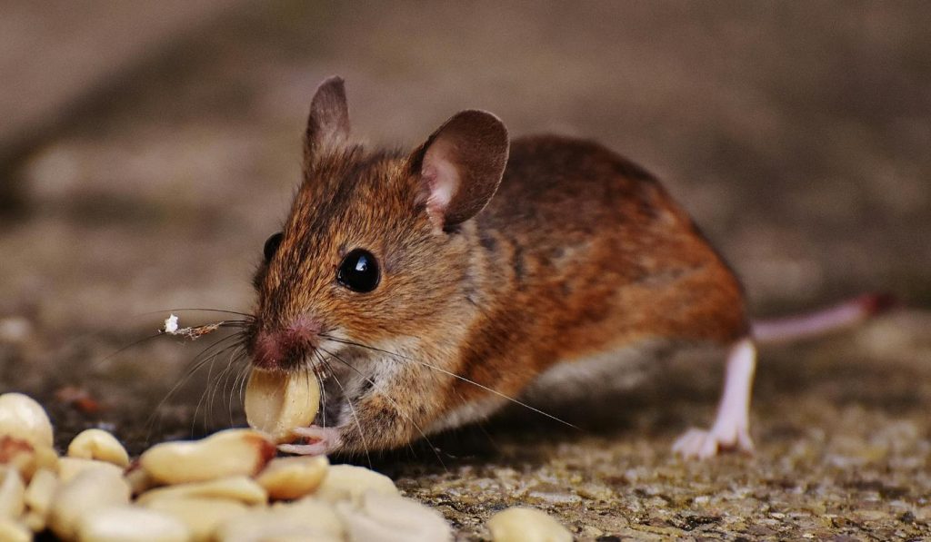 little brown mouse eating a peanut