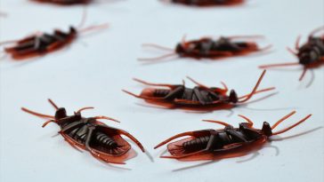Dead cockroaches in a fumigated barndominium.